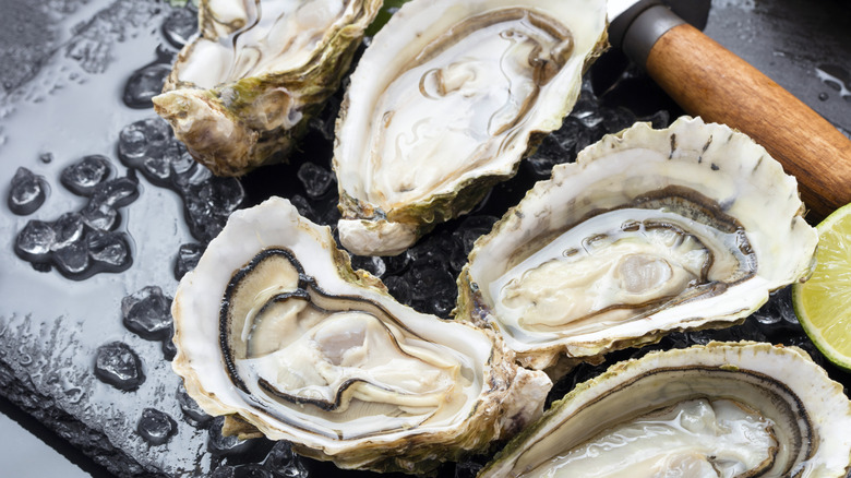 Fresh shucked oysters on an icy slate
