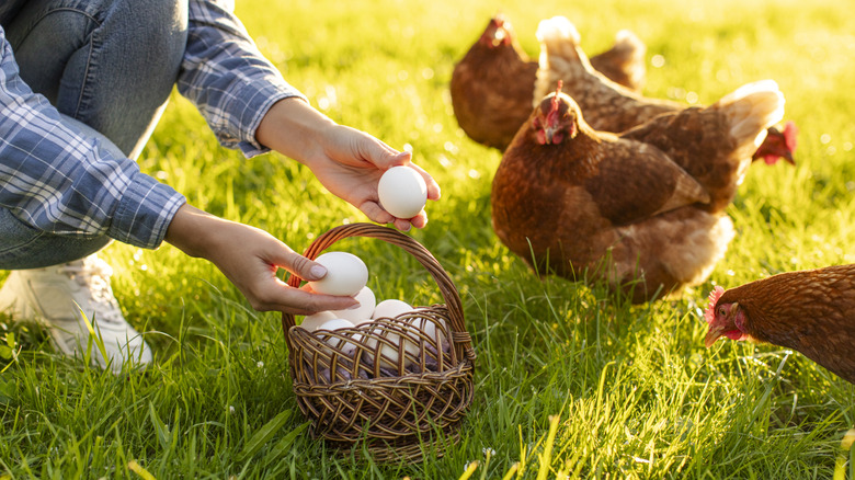 Person collecting eggs in a basket with hens near