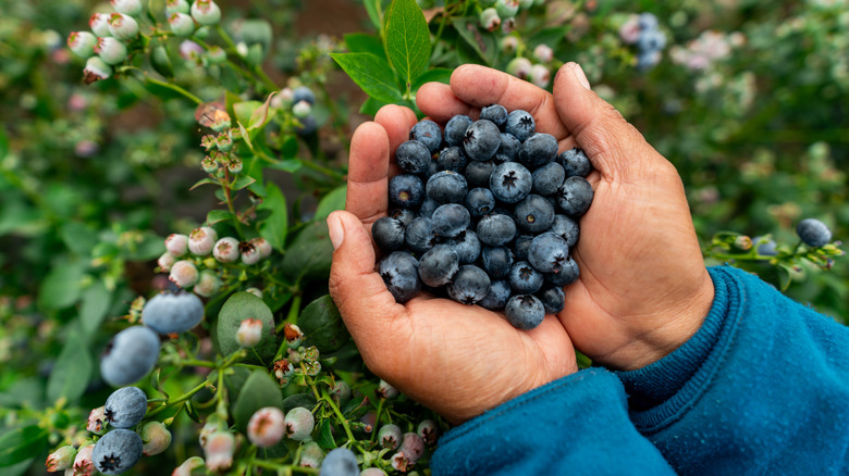 Two hands holding a small pile of blueberries in front of a blueberry bush.