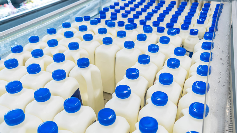Rows of jugs of milk with blue bottle caps inside a commercial fridge