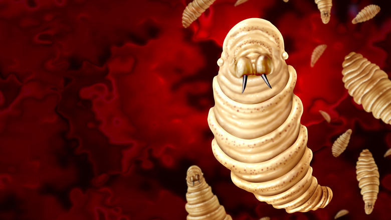 A graphic design depiction of the New World screwworm larvae on a red background showing off its characteristic teeth