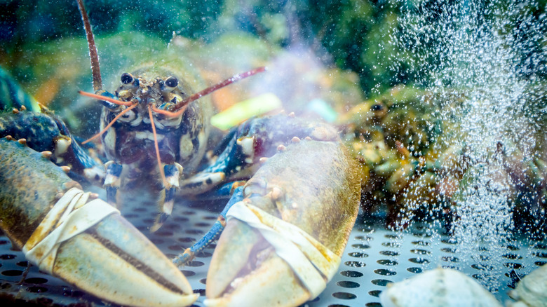A live lobster in a tank