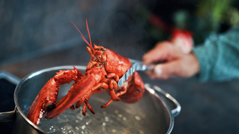 Cooking lobster in a pot