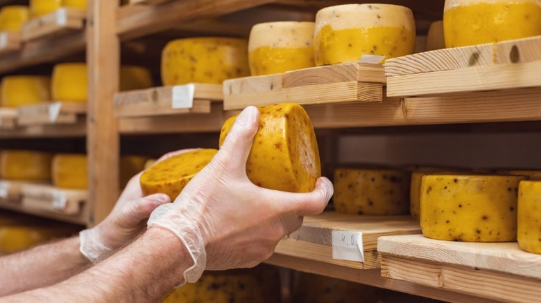 Two gloved hands hold small wheels of aging cheese