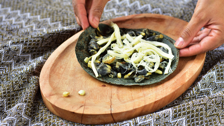 Hands preparing huitlacoche quesadillas with tortilla cheese