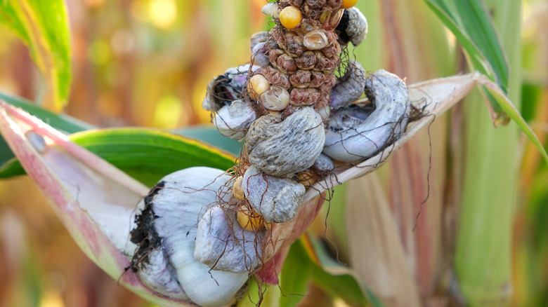Huitlacoche growing on corn husk