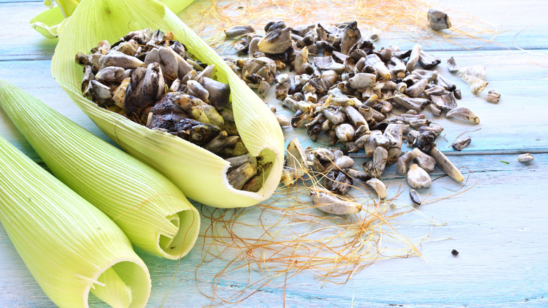 Huitlacoche in corn leaves