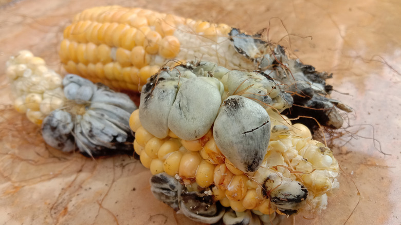 Huitlacoche growing on corn