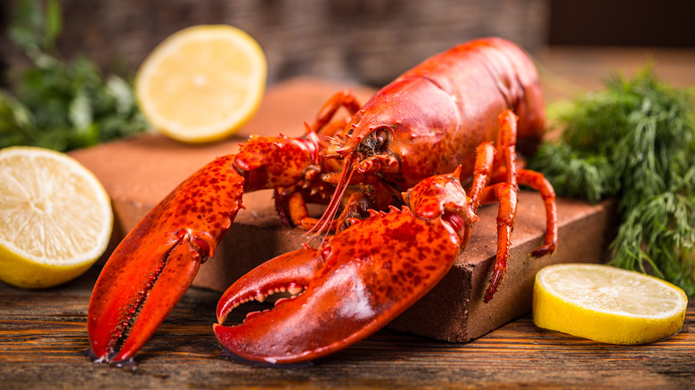 Whole cooked lobster