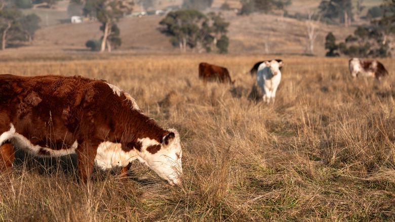 Australian wagyu cattle in a field