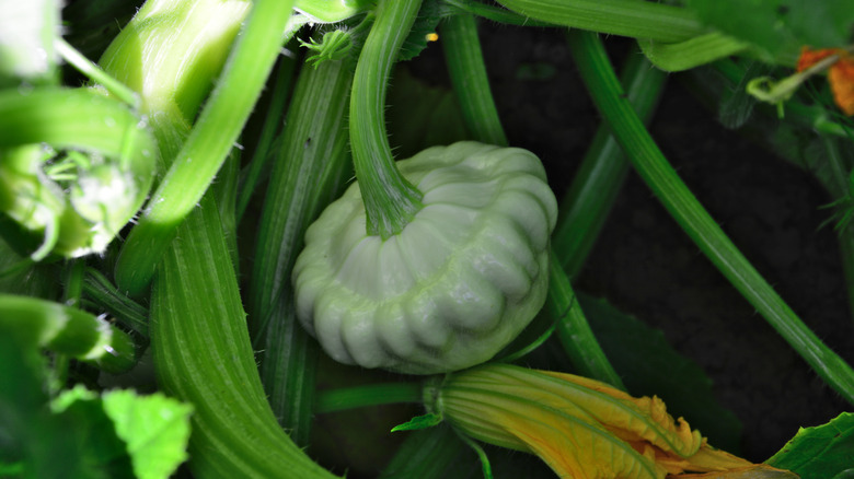 A wild squash among vegetation
