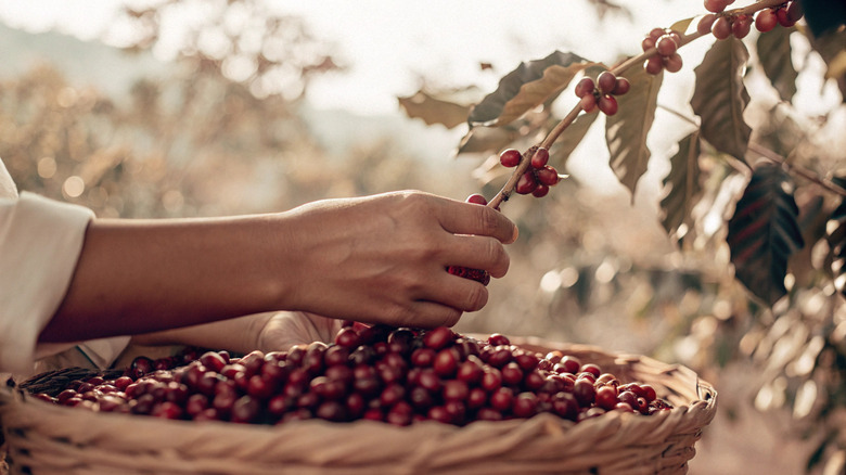 A person's hands picks arabica beans from a tree branch
