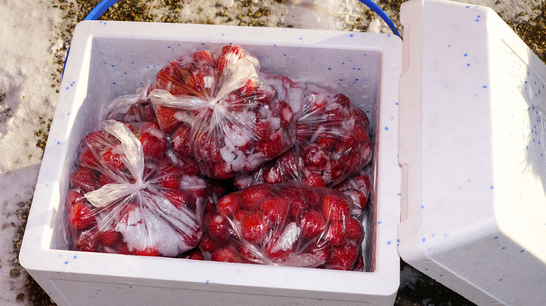 A styrofoam cooler packed with bags of frozen fruit on snowy ground