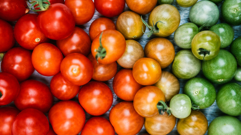 Tomatoes at different stages of ripening