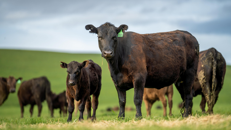 Beef cattle.