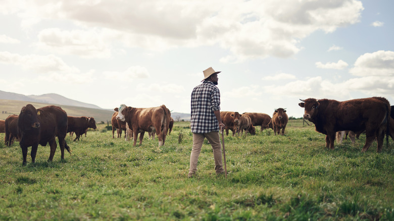 A cattle farmer in a field with cows.