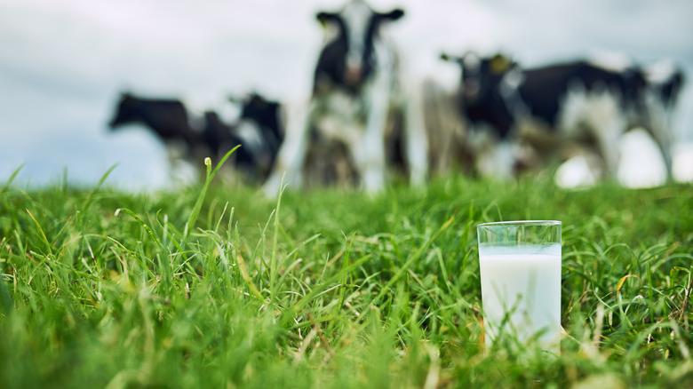 A close up of a glass of milk sitting in the grass with cows graze in the background