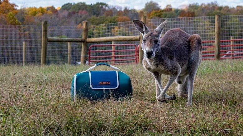 Kangaroo next to a Kanga cooler