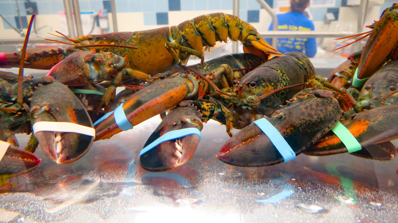 Live lobsters in a tank