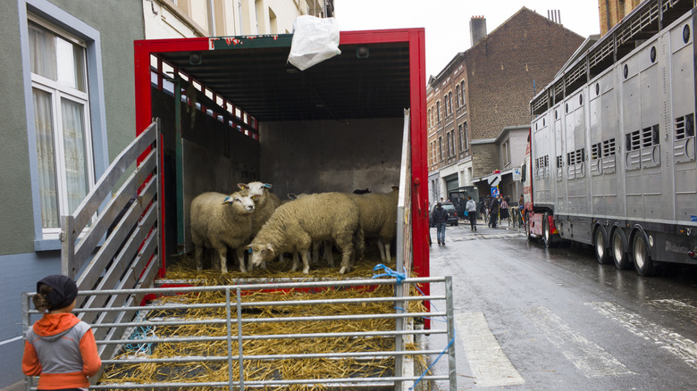 Sheep in a lorry getting ready to be slaughtered