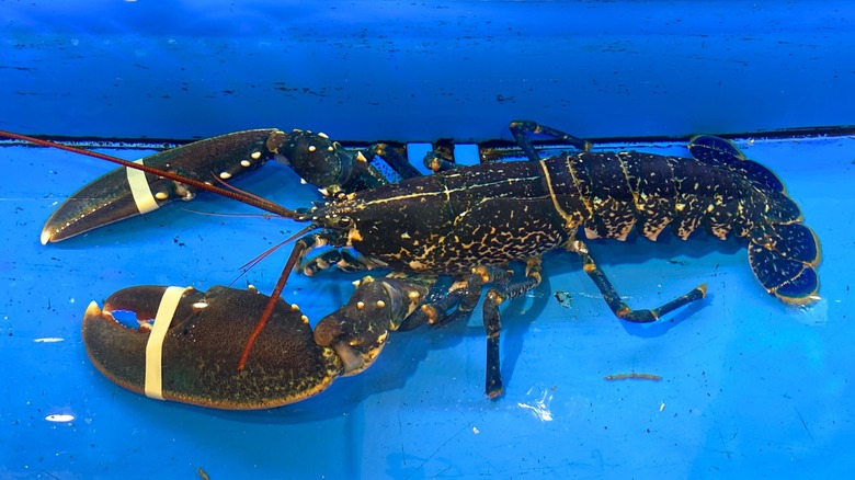 Live lobster in a tank at a supermarket with its claws bound shut
