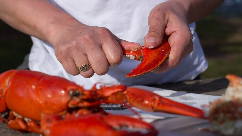 Hands breaking down cooked lobster claw