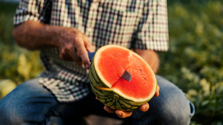 A man sitting in a field cuts through a watermelon half with a knife