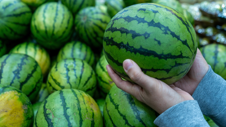 A person holds a ripe watermelon near a pile of other watermelons