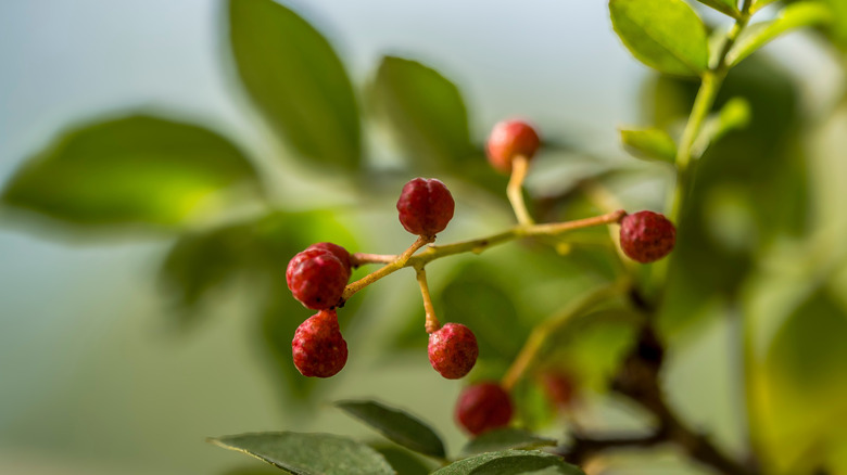 Sichuan peppers growing on a bush