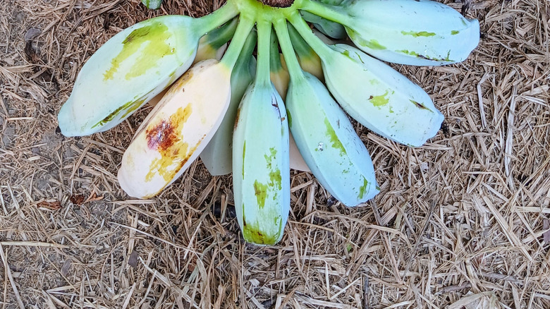 Freshly picked Blue Java bananas sitting on the ground