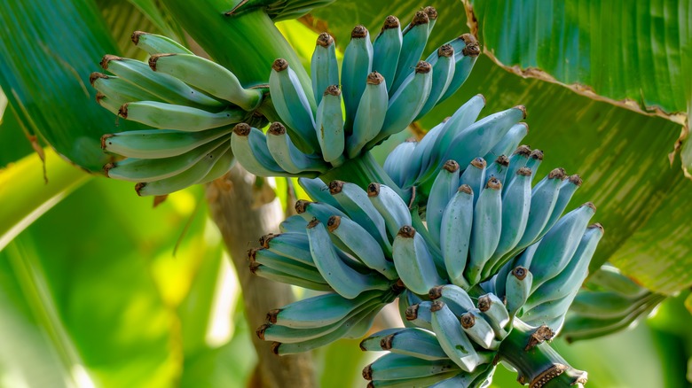 Blue Java bananas on green leefy tree