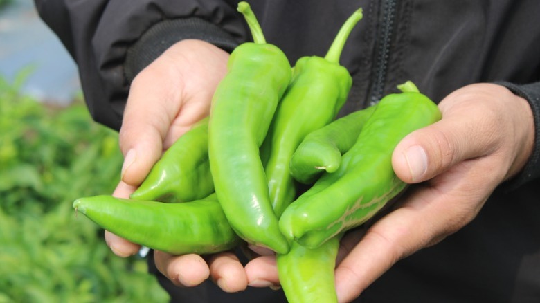 Hands holding a bunch of green Hatch chiles.
