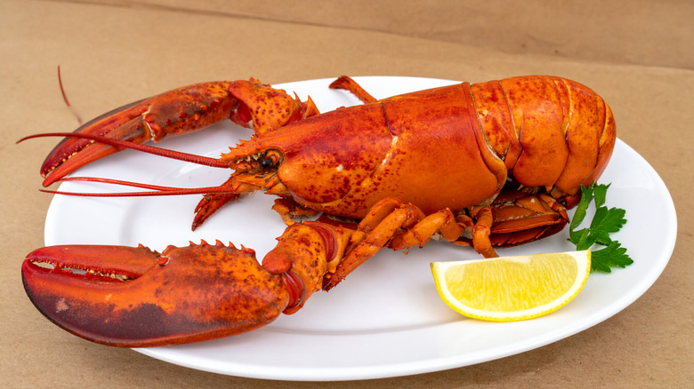 Whole cooked lobster on white plate with lemon wedge