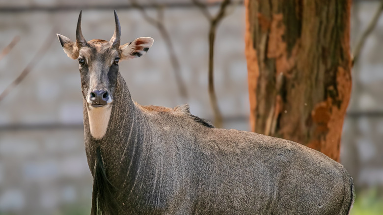A South Texas nilgai staring at the camera