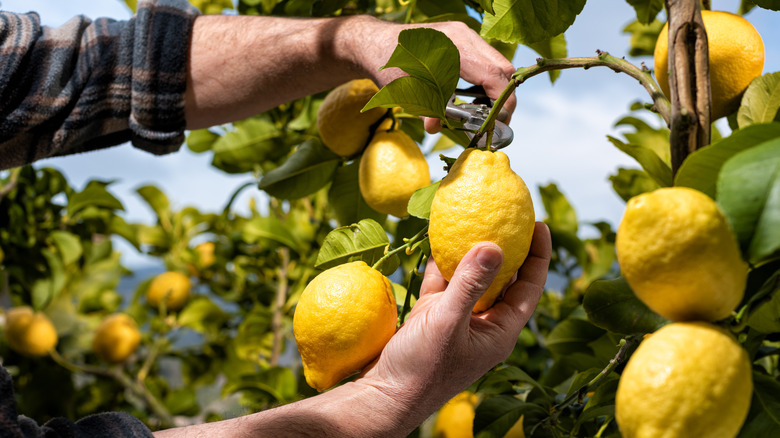 A man cuts a lemon from a tree branch in an orchard
