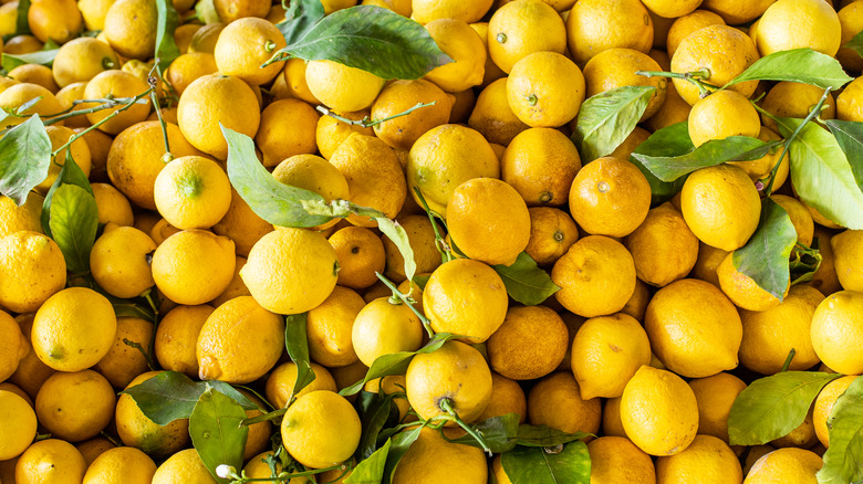 A large pile of yellow lemons with green leaves and twigs