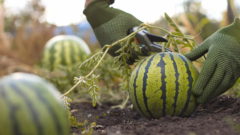 gloved hands snipping a watermelon off the vine