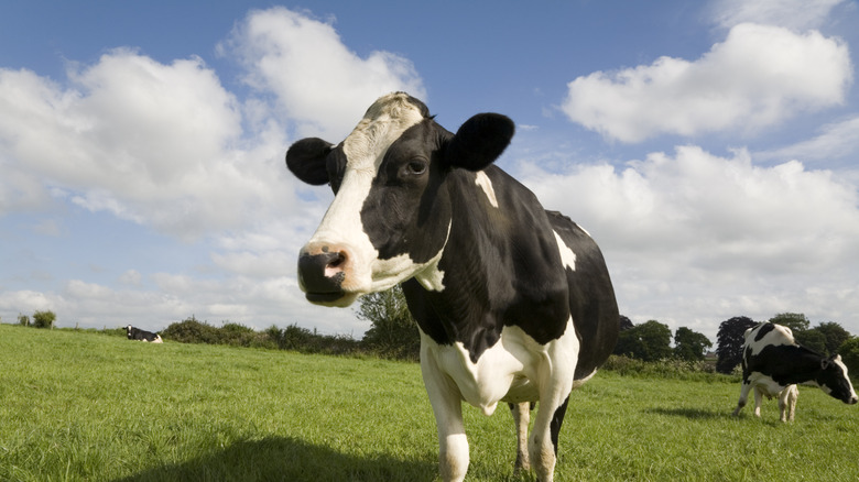 Dairy cow against blue sky background