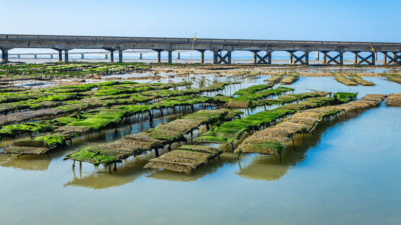 Oyster beds under a bridge