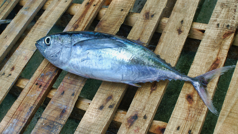 Bigeye tuna at fish market