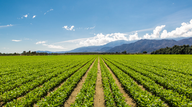 A wide field filled with rows of green crops stretches toward a backdrop of mountains under a clear blue sky with clouds.