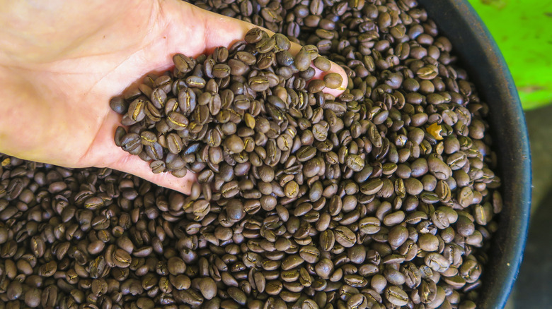 A hand scoops raw coffee beans from a large batch