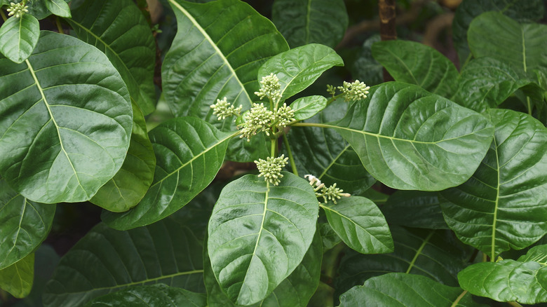 Leaves of the cinchona tree