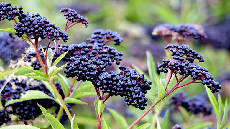 clusters of elderberry plants