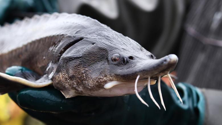 A caviar farmer holds a large sturgeon fish