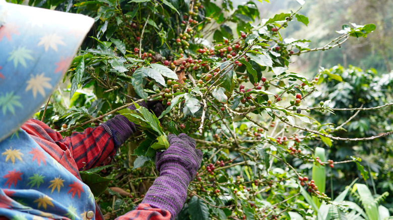 Someone picking robusta beans from a tree in Vietnam