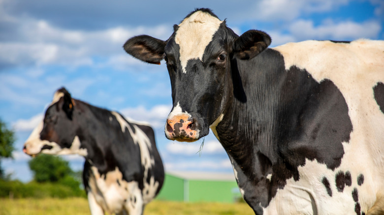 Very healthy cows in a field in France.