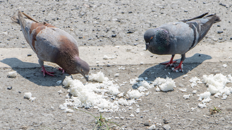 Two pigeons eat rice on the street
