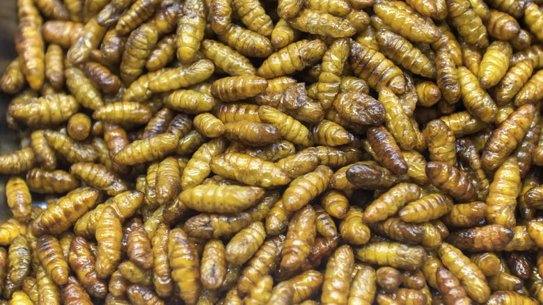 Asian delicacy, fried silkworms