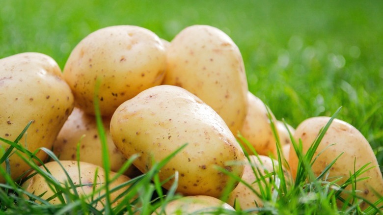 Potatoes in the green grass.